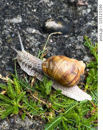Close-up view of a large land snail moving across a damp surface in a natural environment during daylight Close-up view of a large land snail moving across a damp surface in a natural environment during daylight 128123190