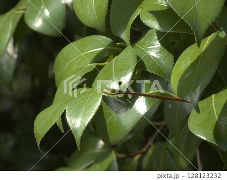 瑞々しい輝き、夏の光を浴びる緑の葉 128123232
