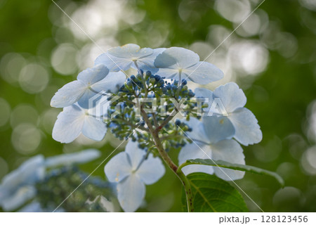 白い紫陽花 128123456