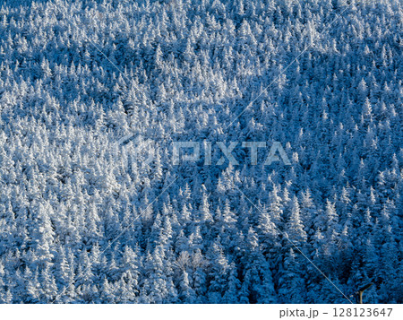 冬季の浅間山の樹林帯 冬季の浅間山の樹林帯 128123647