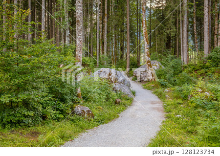 Tall Coniferous Forest and Forest Path 128123734