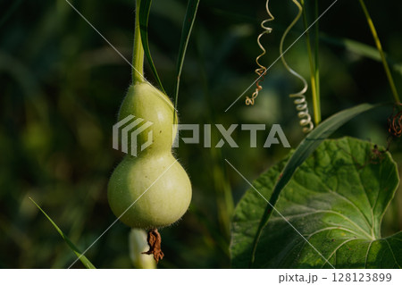 若いひょうたん02 128123899