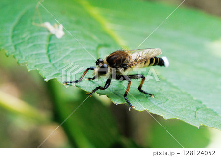 葉に止まるシオヤアブ 128124052