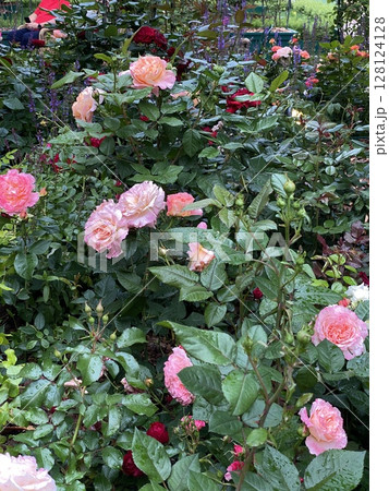 Pink roses blooming in lush garden with green foliage, ideal for nature background Pink roses blooming in lush garden with green foliage, ideal for nature background 128124128