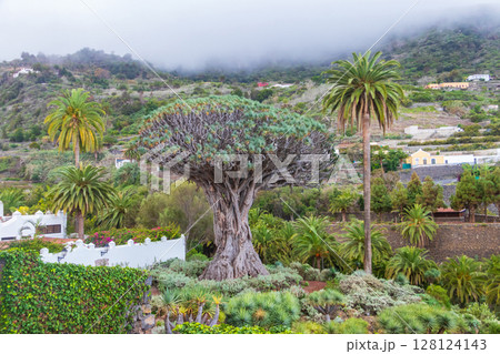 Ancient Dragon Tree (Drago Milenario) in Icod de los Vinos town on Tenerife, Canary Islands, Spain. Symbol of Tenerife, the largest and the oldest living Dracaena Draco in the world 128124143