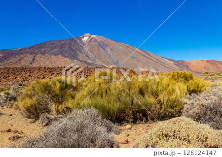 View of Teide volcano in Teide National Park, Tenerife island, Canary islands, Spain 128124147