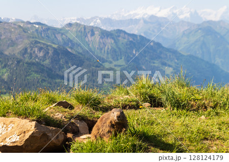 Alpine marmot (Marmota marmota) in the Swiss Alps Alpine marmot (Marmota marmota) in the Swiss Alps 128124179