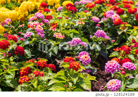 Beautiful flowers of Lantana camara (common lantana) plant 128124189