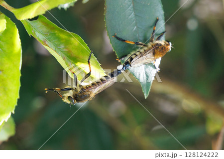 シオヤアブの交尾 128124222