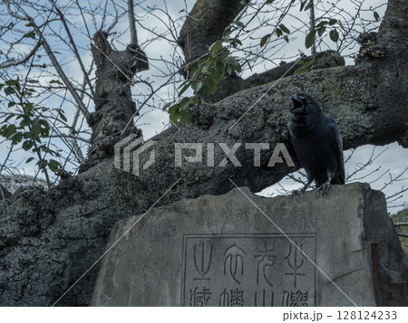 上野公園のカラス 128124233