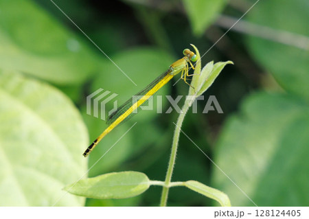 葉に止まるキイトトンボ 葉に止まるキイトトンボ 128124405