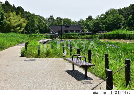 神奈川県　藤沢市立遠藤笹窪谷公園の散策路としょうぶ園 128124457
