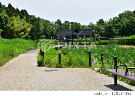 神奈川県 藤沢市立遠藤笹窪谷公園の散策路としょうぶ園 神奈川県 藤沢市立遠藤笹窪谷公園の散策路としょうぶ園 128124458