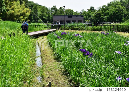 神奈川県 藤沢市立遠藤笹窪谷公園の散策路としょうぶ園 神奈川県 藤沢市立遠藤笹窪谷公園の散策路としょうぶ園 128124460
