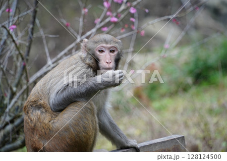 Wild Monkey in Zhangjiajie National Park, China 128124500