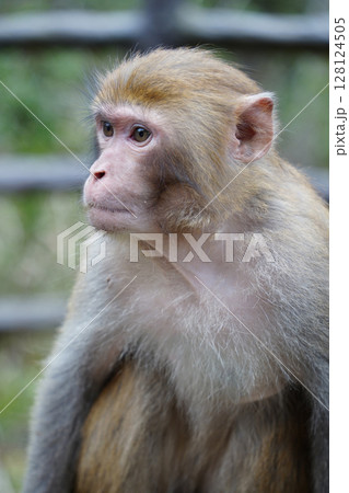 Wild Monkey in Zhangjiajie National Park, China 128124505
