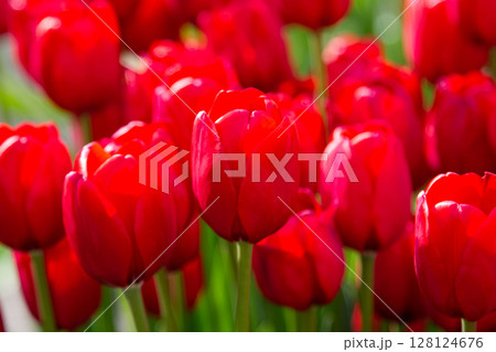 チューリップ満開 128124676