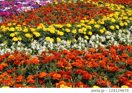 カラフルなお花畑 カラフルなお花畑 128124678