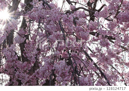 満開になった桜 128124717