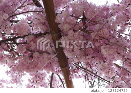 桜の花びら 桜の花びら 128124723