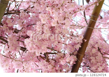 桜輝く 128124724