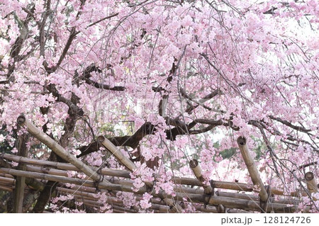 満開になった枝垂桜 128124726