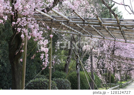 枝垂桜のトンネル 枝垂桜のトンネル 128124727