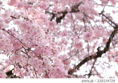 春の訪れを告げる桜 128124729