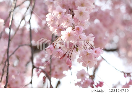 桜咲く 128124730