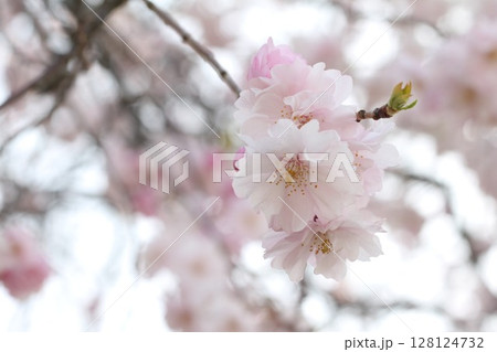 春の日差しを浴びる桜 春の日差しを浴びる桜 128124732