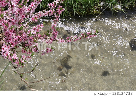 川と桜 128124738