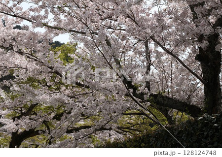桜の木が満開 128124748
