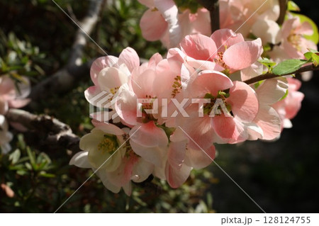 ピンクの淡い花 ピンクの淡い花 128124755
