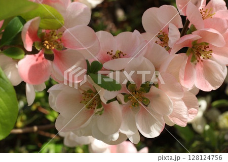 ピンクの淡い花 ピンクの淡い花 128124756