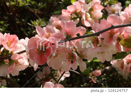 ピンクの淡い花 128124757