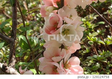 ピンクの淡い花 128124758