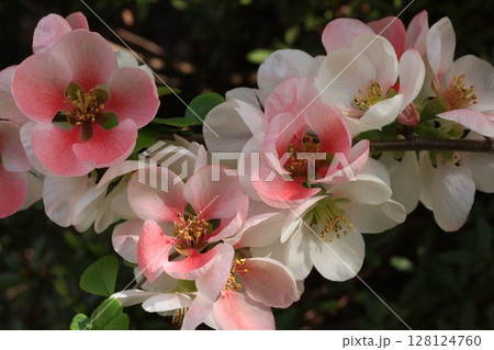 ピンクの淡い花 128124760