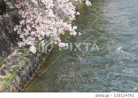 桜の花びらが流れる川 128124761