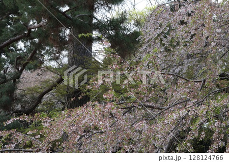 桜咲く 128124766