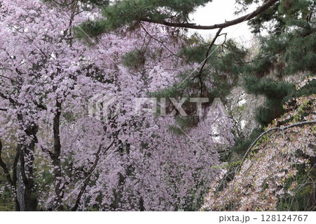 満開になった桜 128124767
