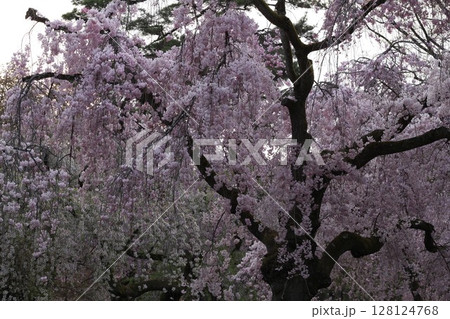 桜咲く 桜咲く 128124768