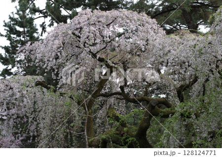 桜咲く 128124771
