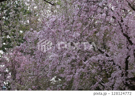 春の陽射しを浴びる満開の桜 128124772