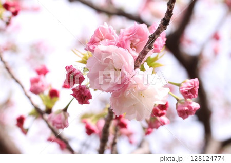 春に咲いた八重桜 春に咲いた八重桜 128124774
