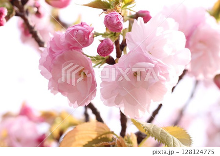 春の光を浴びる八重桜 128124775
