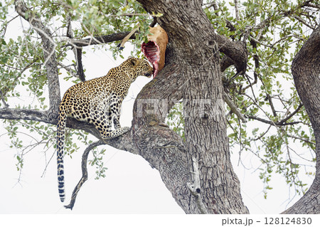 Leopard in Kruger National park, South Africa 128124830