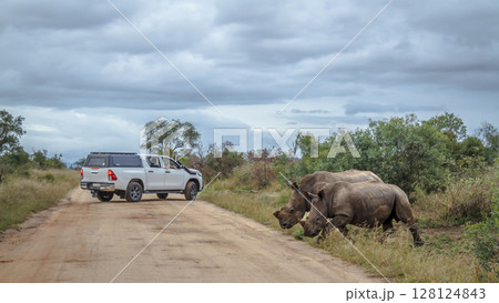Southern white rhinoceros in Kruger National park, South Africa Southern white rhinoceros in Kruger National park, South Africa 128124843