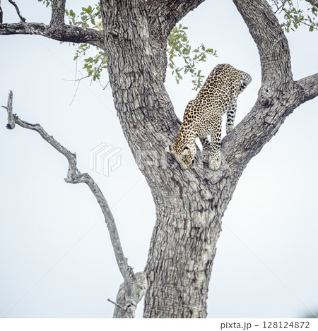 Leopard in Kruger National park, South Africa 128124872