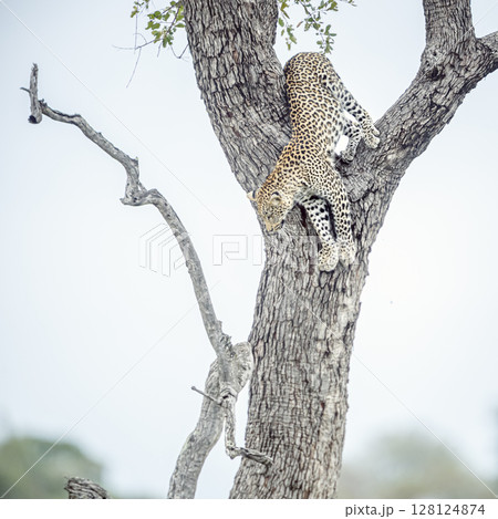 Leopard in Kruger National park, South Africa 128124874