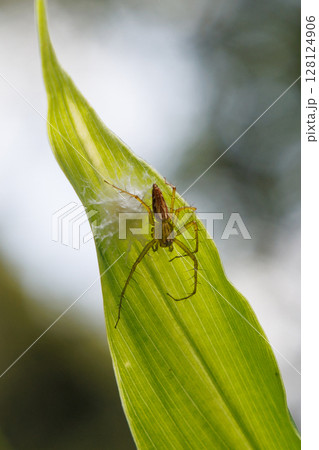 ササグモ 128124906